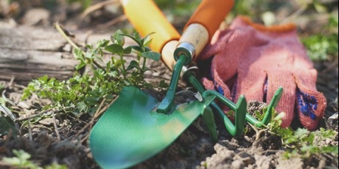 Polje čička: mjere kontrole